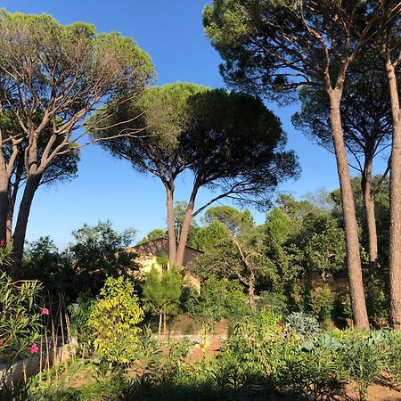 Sous Les Pins Parasols Vidauban Eksteriør billede