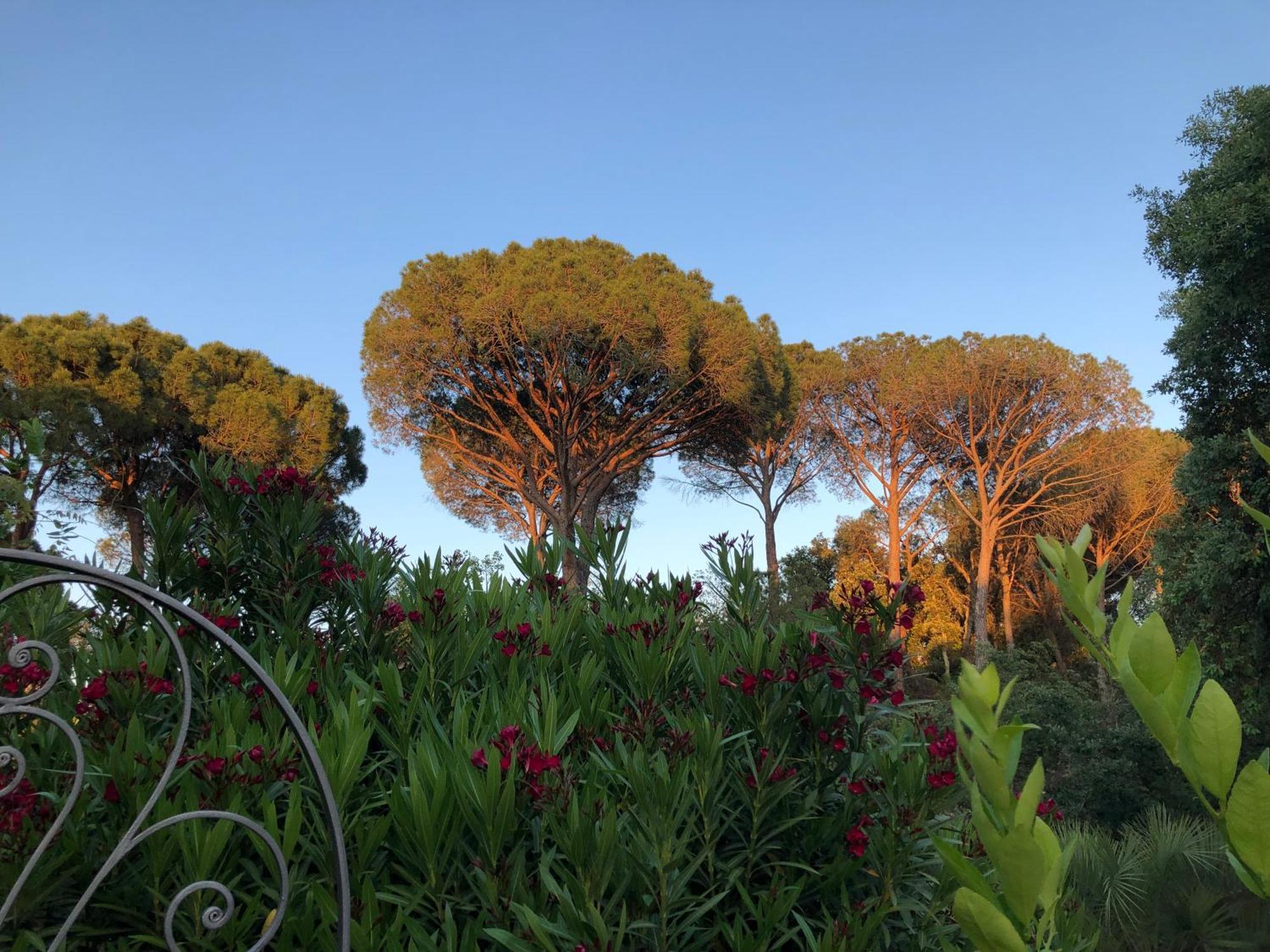 Sous Les Pins Parasols Vidauban Eksteriør billede