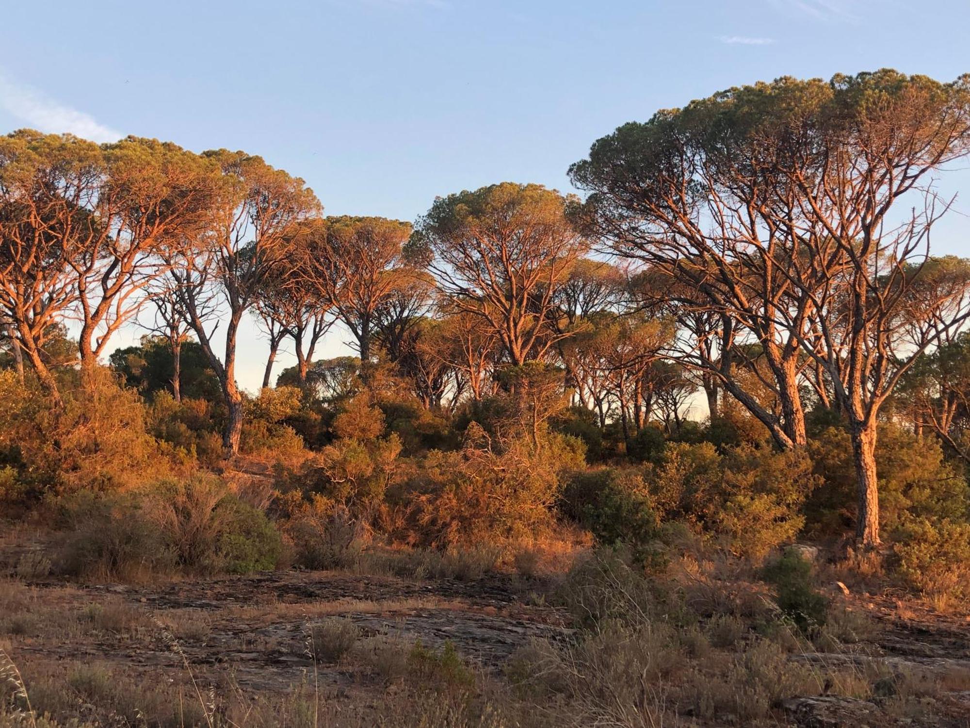 Sous Les Pins Parasols Vidauban Eksteriør billede