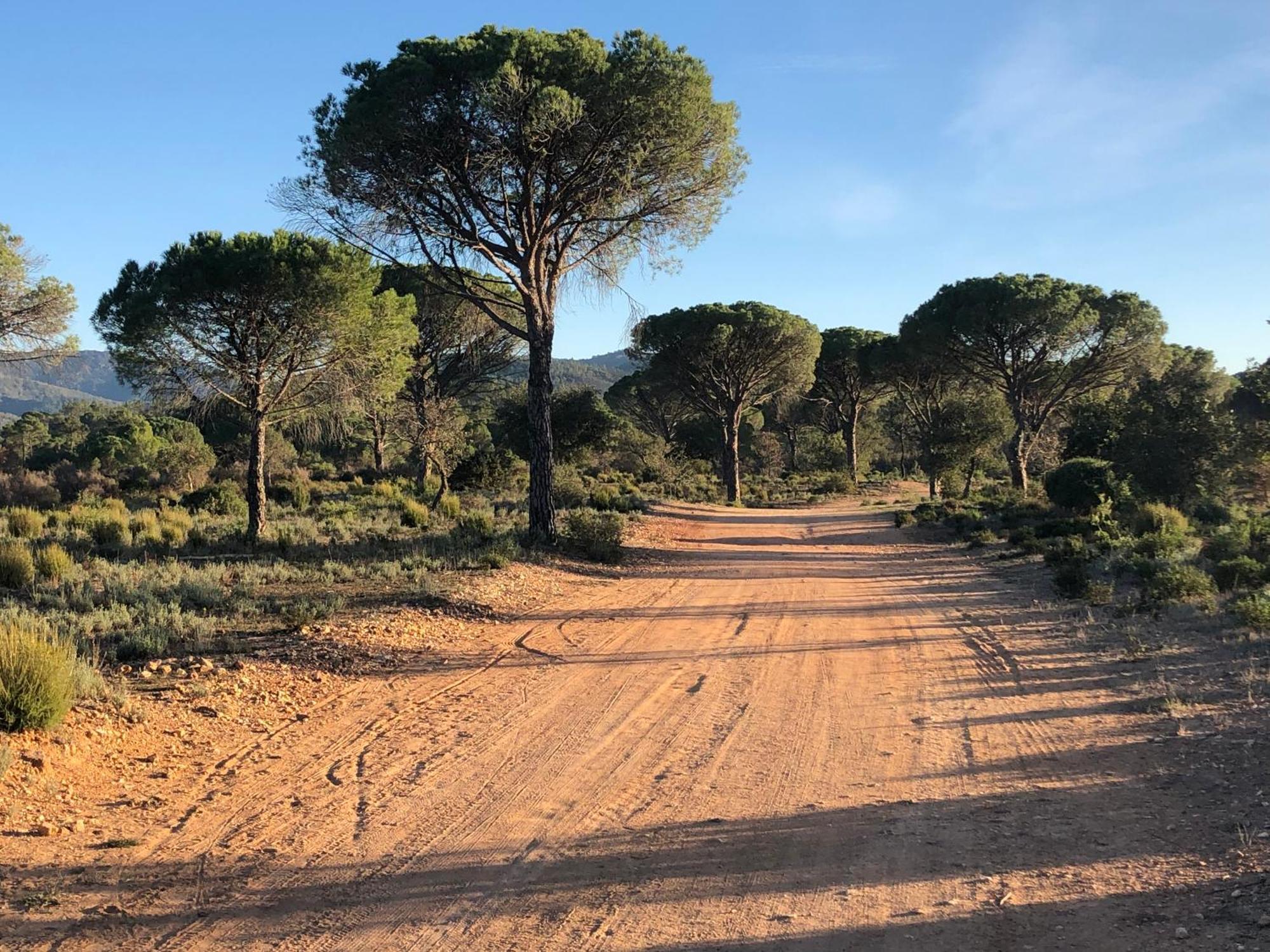 Sous Les Pins Parasols Vidauban Eksteriør billede