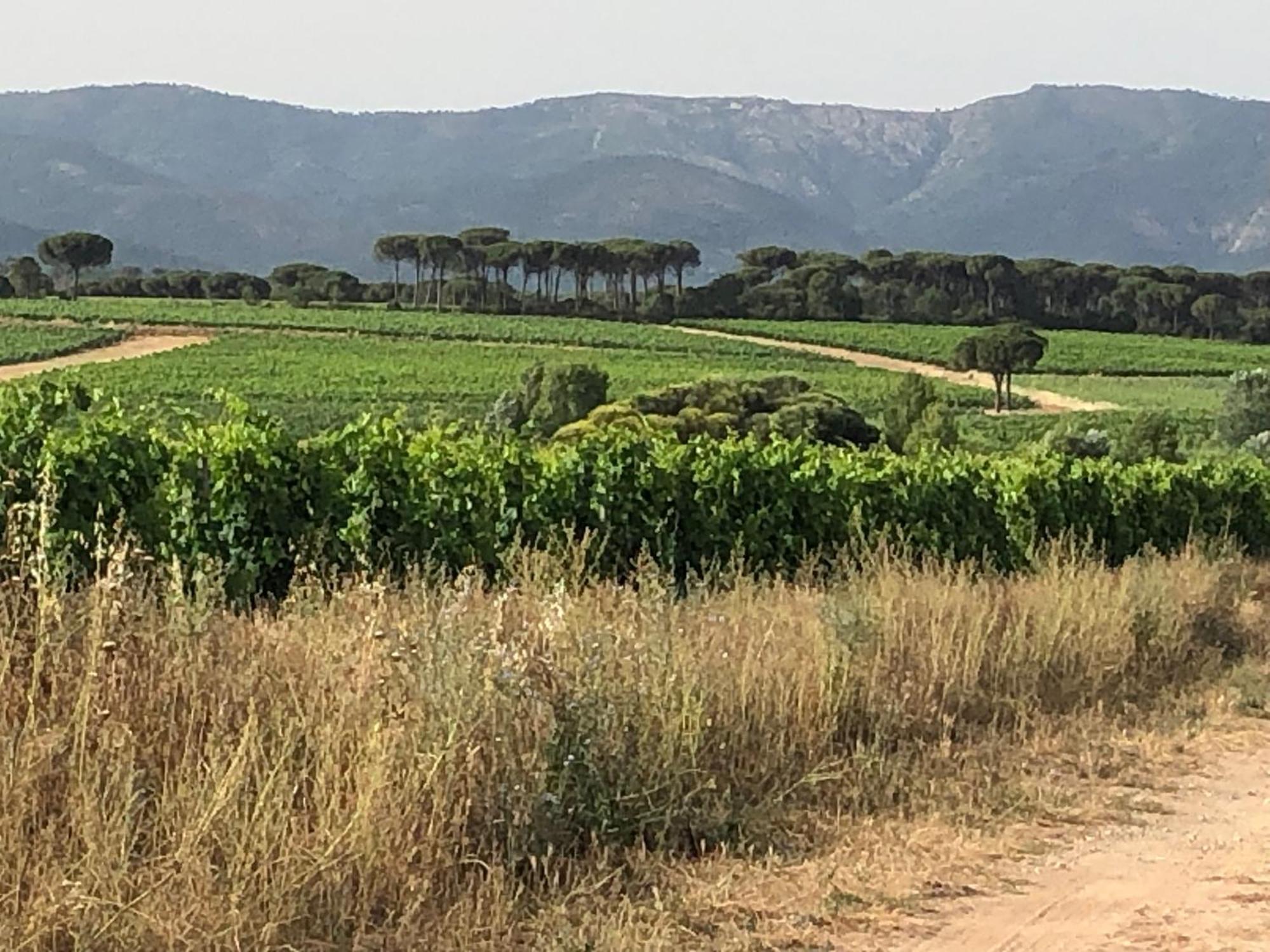 Sous Les Pins Parasols Vidauban Eksteriør billede