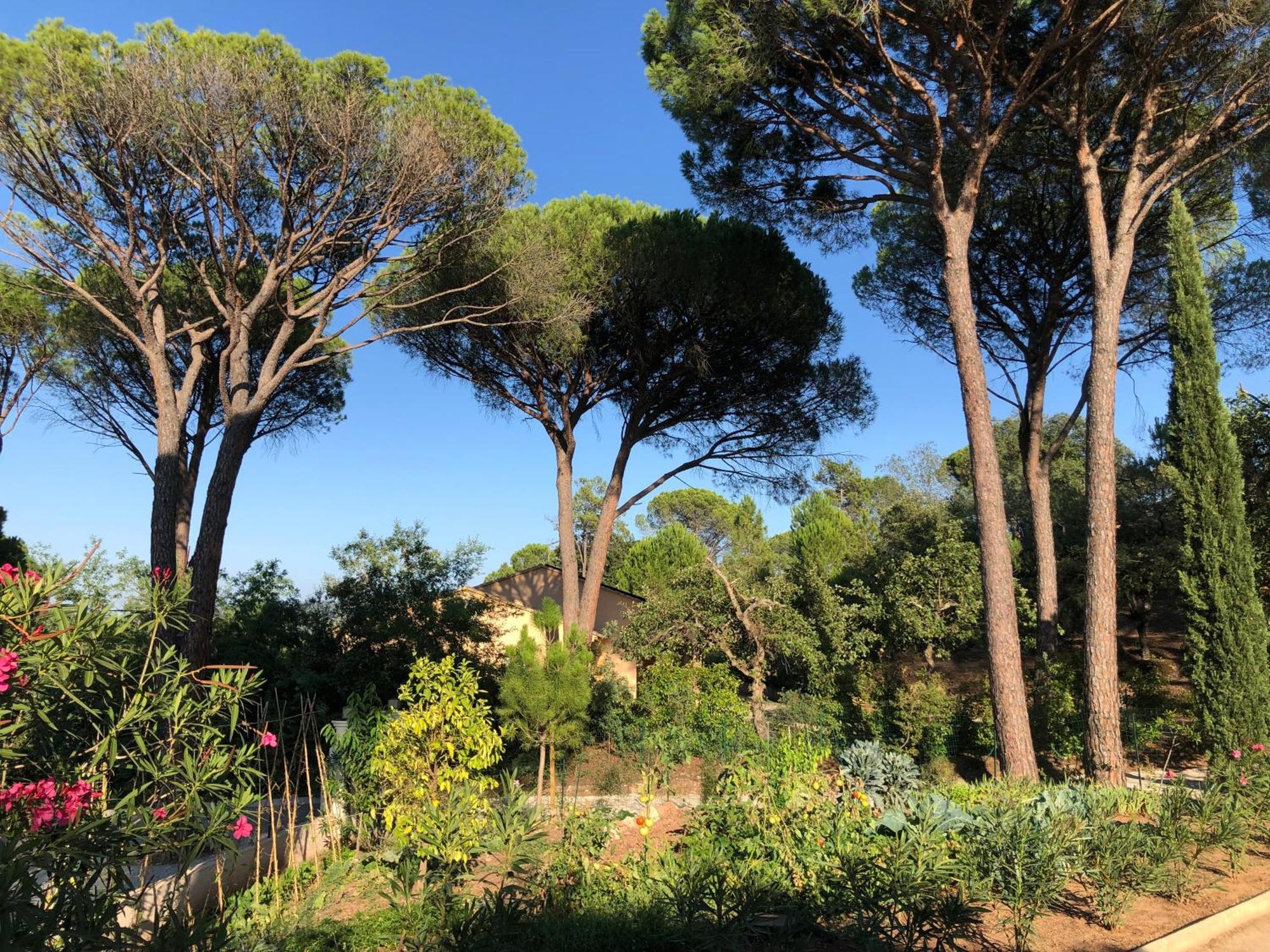 Sous Les Pins Parasols Vidauban Eksteriør billede